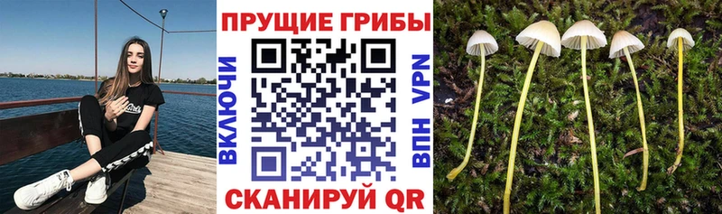 Купить где  Джанкой  Псилоцибиновые грибы ЛСД 